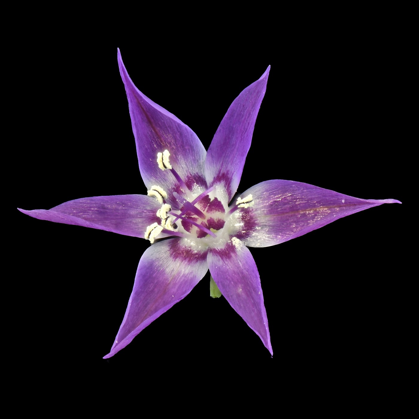 Allium campanulatum bloem