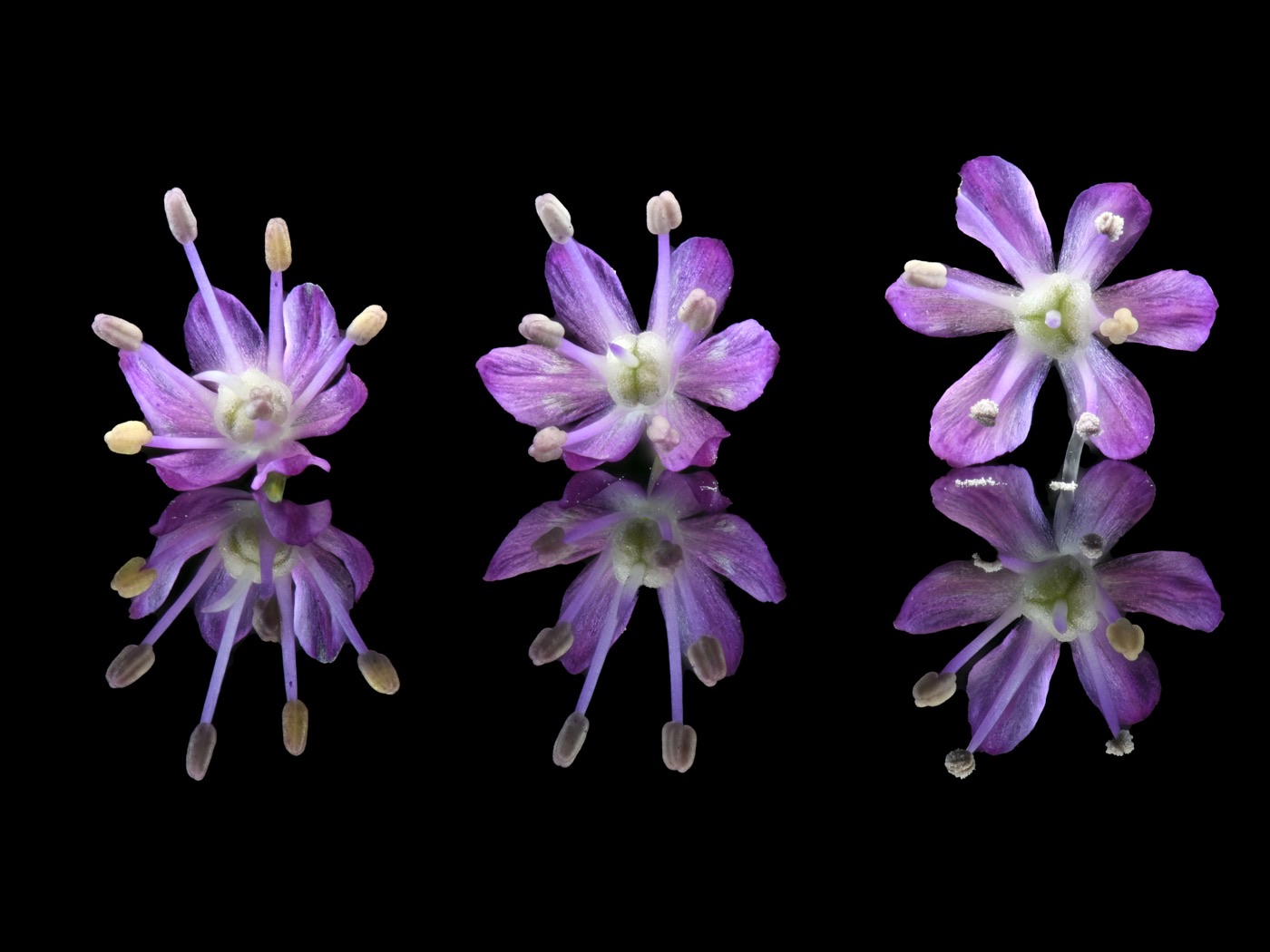Allium giganteum bloemen