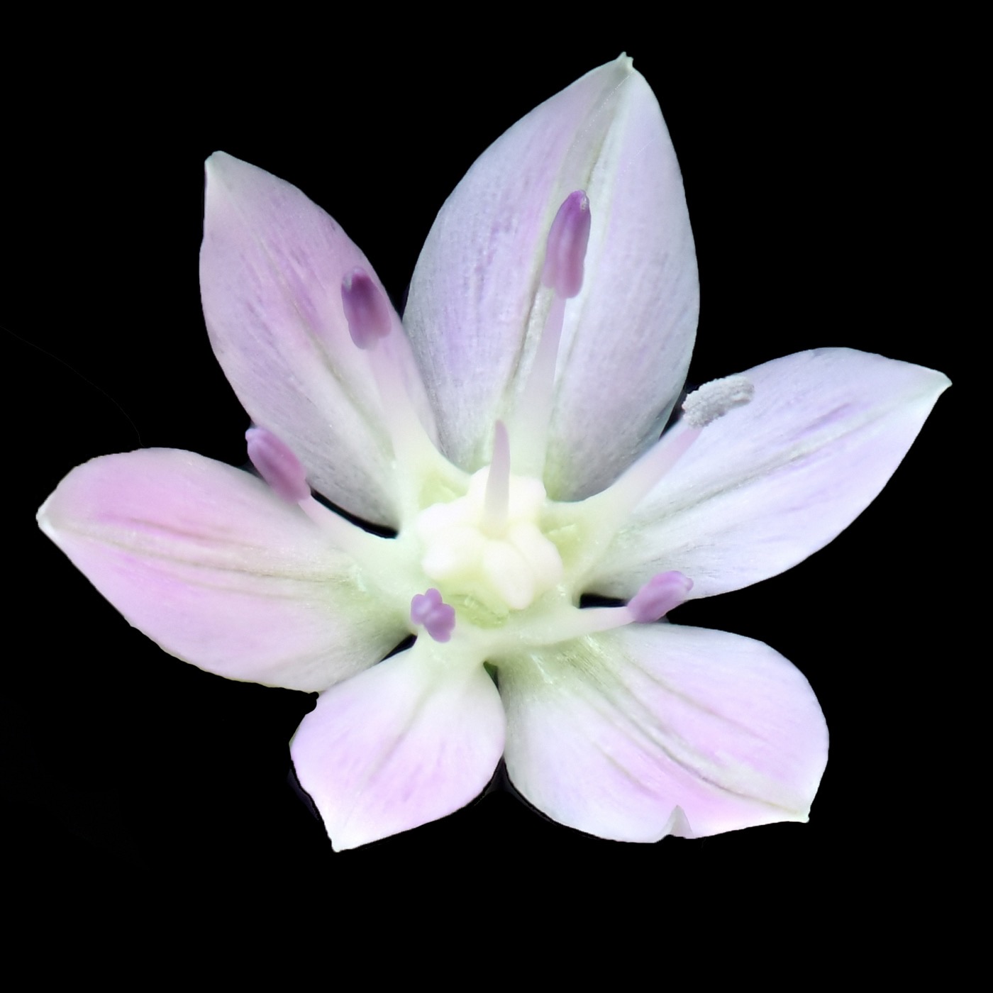 Allium unifolium bloem